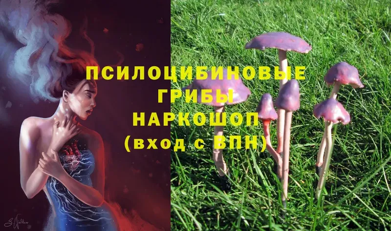 Галлюциногенные грибы Psilocybe  где можно купить   Арск 